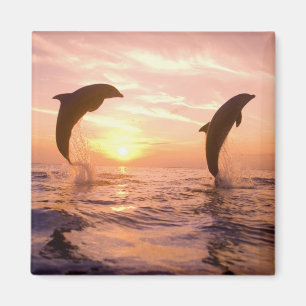 Imán Delfines mulares Tursiops truncatus