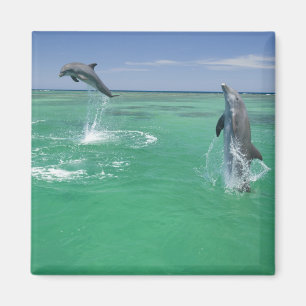 Imán Delfines mulares Tursiops truncatus
