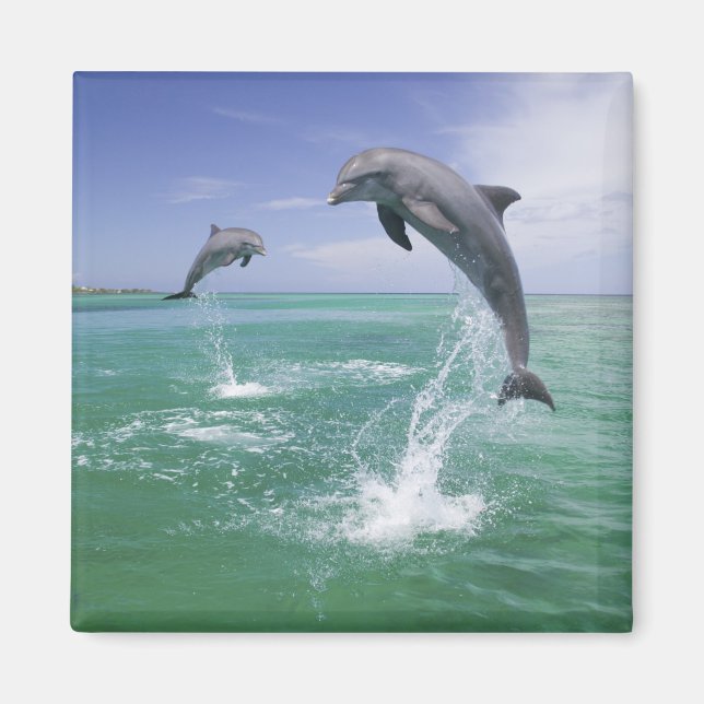 Imán Delfines mulares Tursiops truncatus (Frente)
