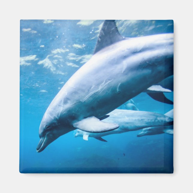 Imán Delfines subacuáticos (Frente)