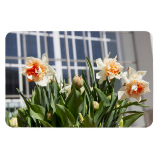 Imán Delicada primavera de daffodils tiernos