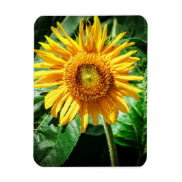 Imán Delicia de Girasol