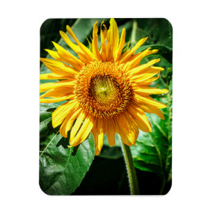 Imán Delicia de Girasol
