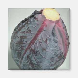 Imán Delicious Cabbage