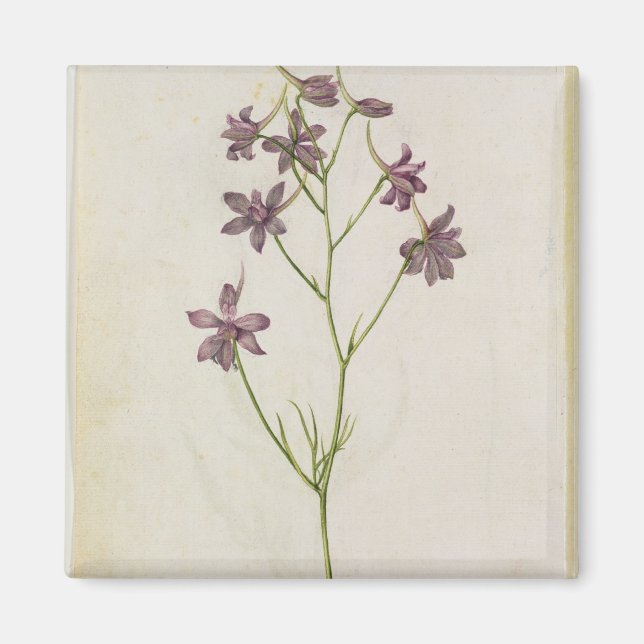 Imán Delphinium ajacis, c.1568 (Frente)