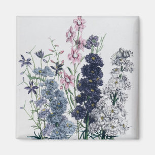 Imán Delphiniums, de la flor Garden "de las señoras"