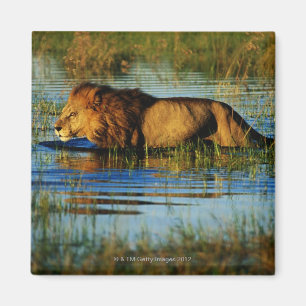 Imán Delta de Okavango, Botswana 3