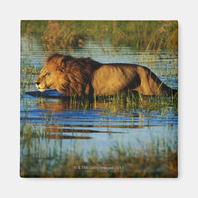 Imán Delta del Okavango, Botsuana 3 (Frente)