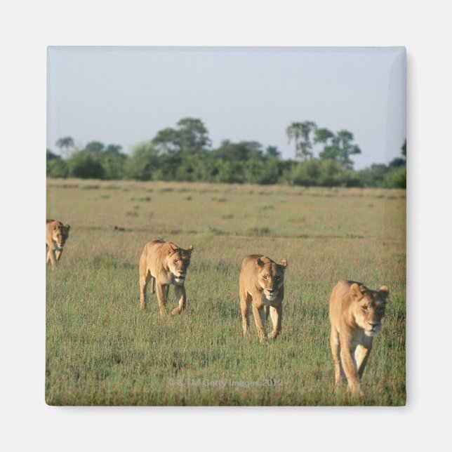 Imán Delta del Okavango, Botsuana 4 (Frente)