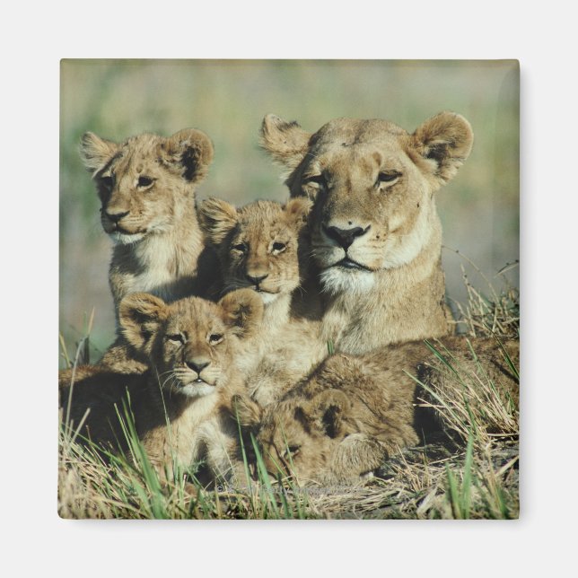 Imán Delta Okavango, Botsuana (Frente)