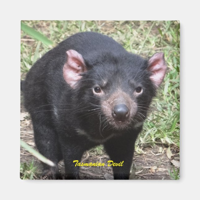 Imán Demonio de Tasmania (Frente)