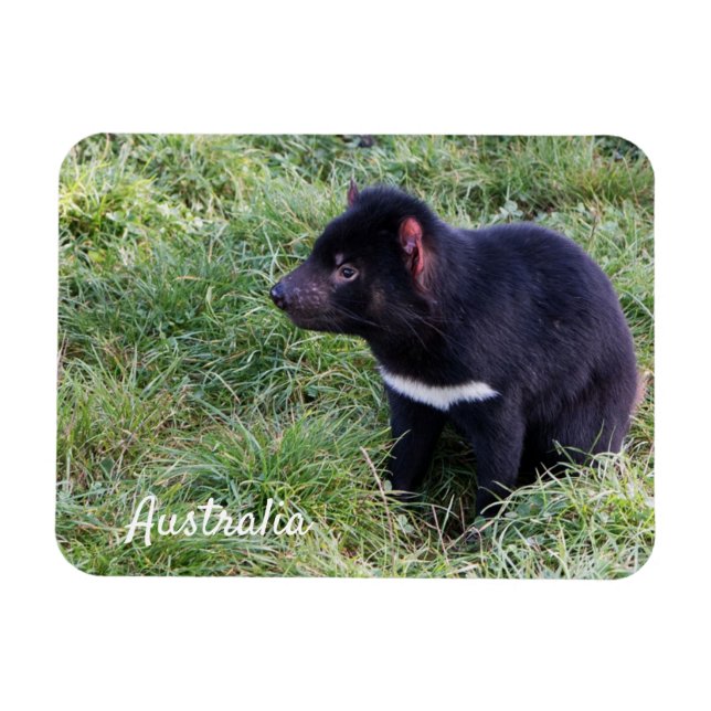 Imán Demonio de Tasmania, Tasmania, Australia (Horizontal)