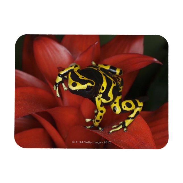Imán Dendrobates leucomelas, naranja de la rana de dard (Horizontal)