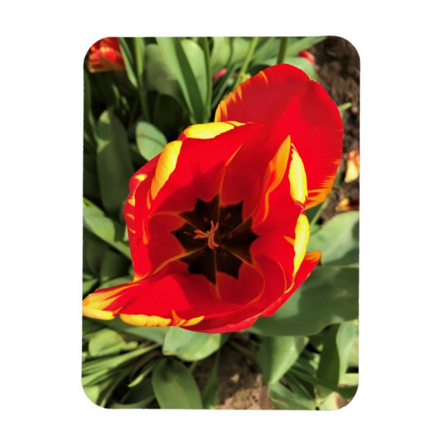 Imán Dentro de Banja Luka Tulip, Oregon (Vertical)