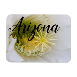 Imán Dentro de un cactus blanco en flor, Arizona
