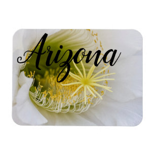 Imán Dentro de un cactus blanco en flor, Arizona