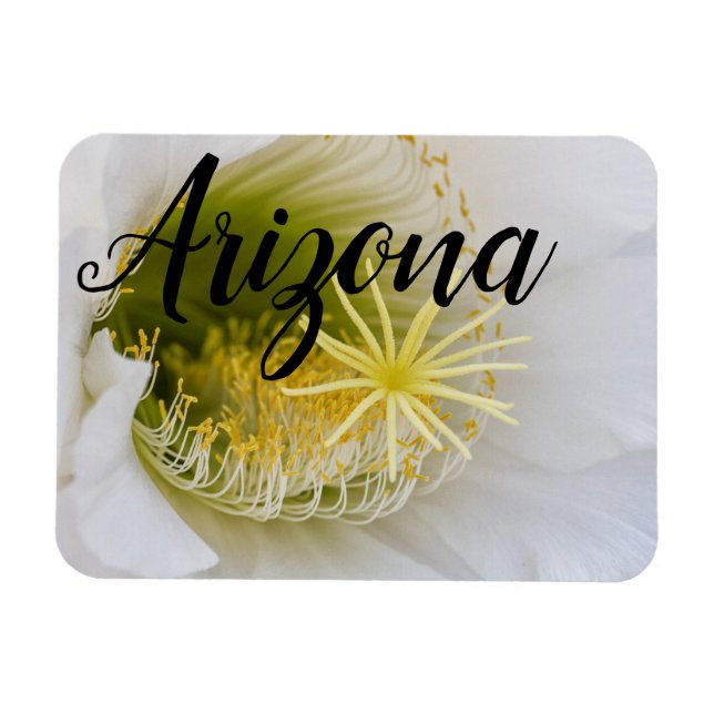 Imán Dentro de un cactus blanco en flor, Arizona (Horizontal)
