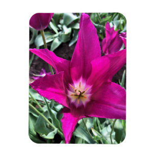 Imán Dentro de un tulipán de sueño morado