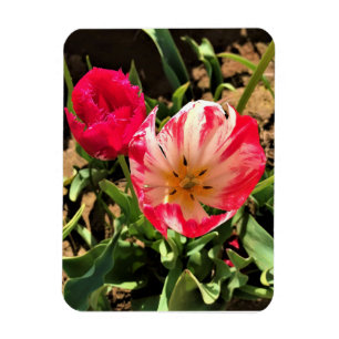 Imán Dentro de un tulipán rosa y blanco