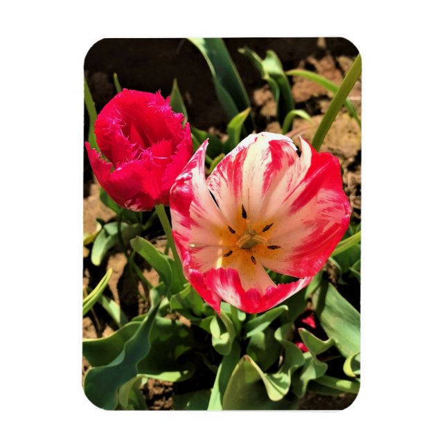 Imán Dentro de un tulipán rosa y blanco (Vertical)