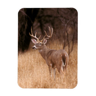 Imán Depósito de cola blanca   Parque Estatal Choke Can