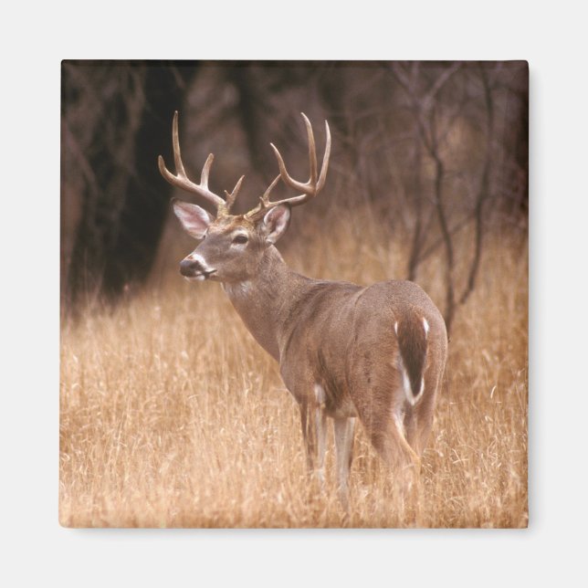 Imán Depósito de cola blanca | Parque Estatal Choke Can (Frente)