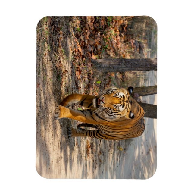 Imán Der Indische Tiger  (Vertical)