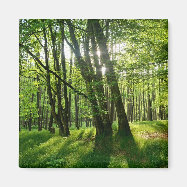 Imán Der Wald im Frühling (Frente)
