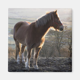 Imán Derbyshire, Inglaterra