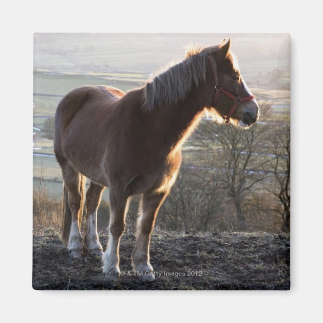Imán Derbyshire, Inglaterra (Frente)
