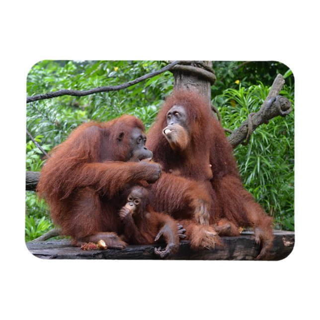 Imán Desayuno con el Zoológico de Orangutans Singapur (Horizontal)