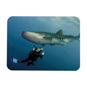 Imán ¿Descanso Para La Cobertura?