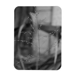 Imán Deschampsia flexuosa