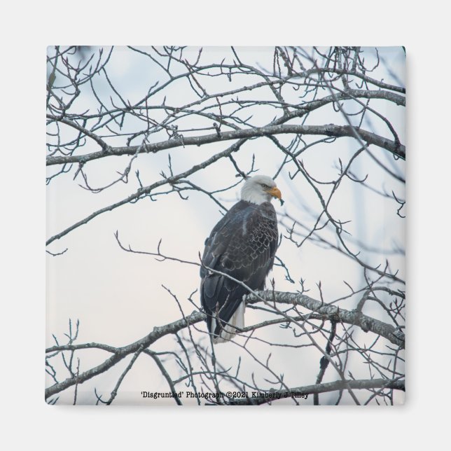 Imán Descontento (Frente)