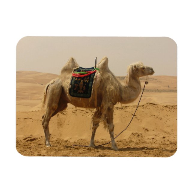 Imán Desert Camel Magnet (Horizontal)