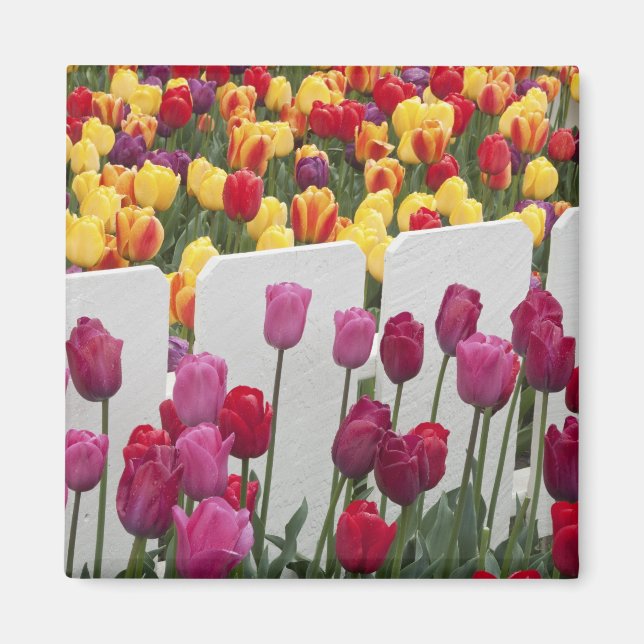 Imán Desfile de solsticio de Fremont (Frente)