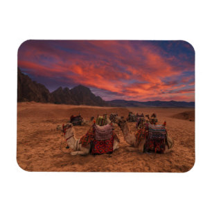 Imán Desiertos   Camels Sinai Mountains Egipto