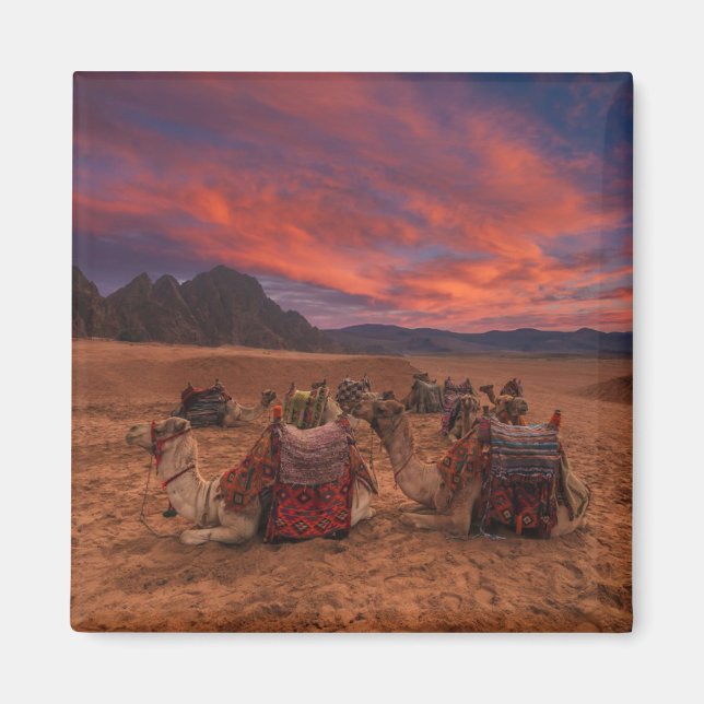 Imán Desiertos | Camels Sinai Mountains Egipto (Frente)