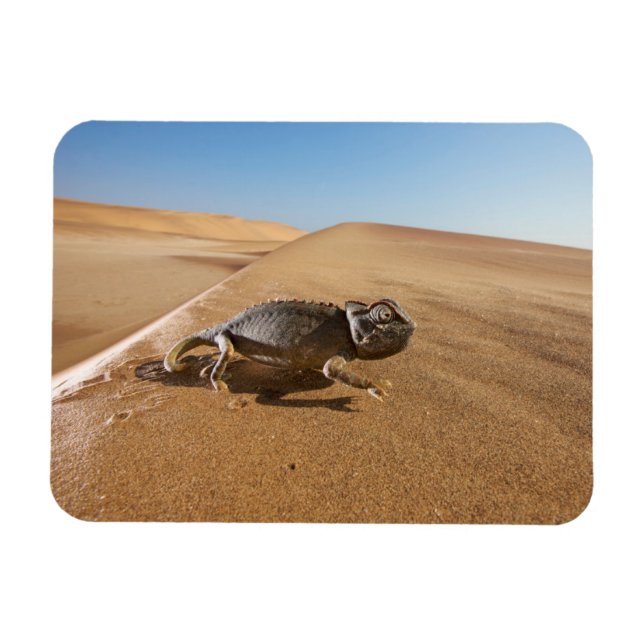 Imán Desiertos | Namaqua Chameleon en el desierto (Horizontal)
