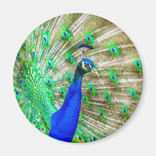 Imán Desplome de pavo real