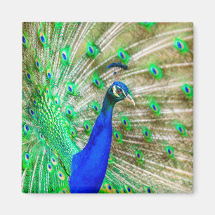 Imán Desplome de pavo real