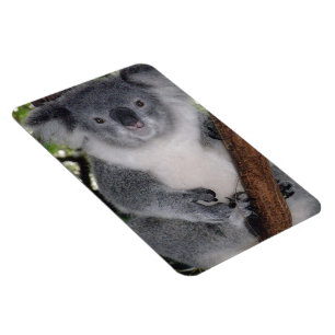 Imán Destino Zazzle Koala Australiano Lindo Outback