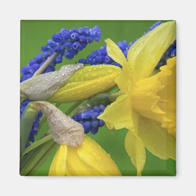 Imán Detalle de flores de narciso y jacinto. Crédito (Frente)