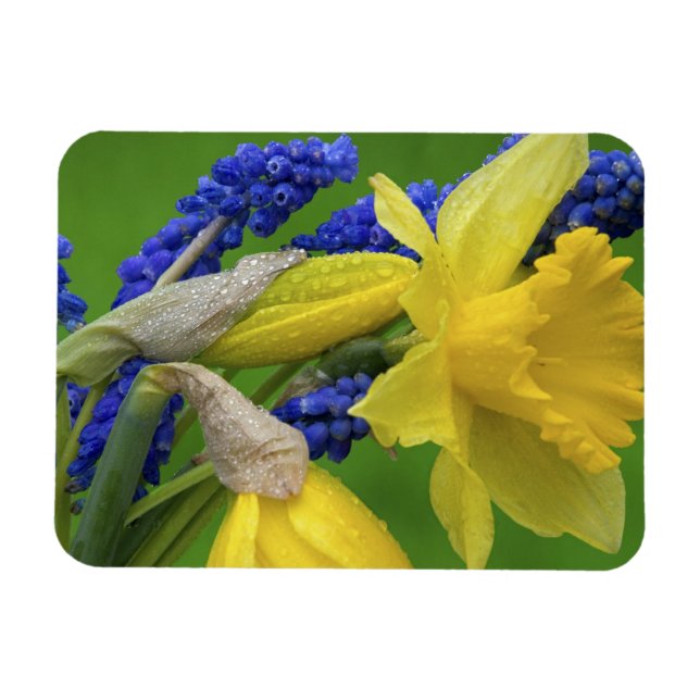 Imán Detalle de flores de narciso y jacinto. Crédito (Horizontal)