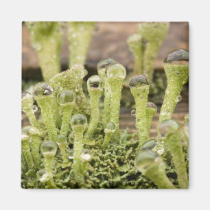 Imán Detalle de gotas de lluvia en liquen. Crédito como