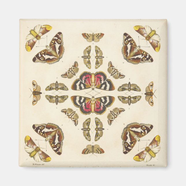 Imán Detalle de la placa VI (Frente)