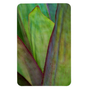 Imán Detalle de la planta de agave