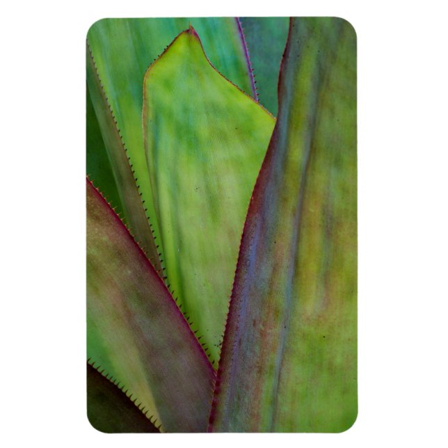 Imán Detalle de la planta de agave (Vertical)