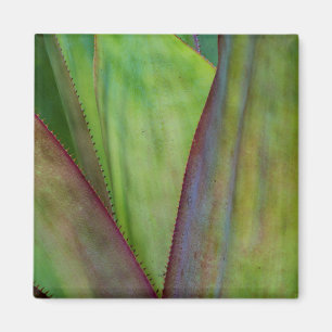 Imán Detalle de la planta de agave