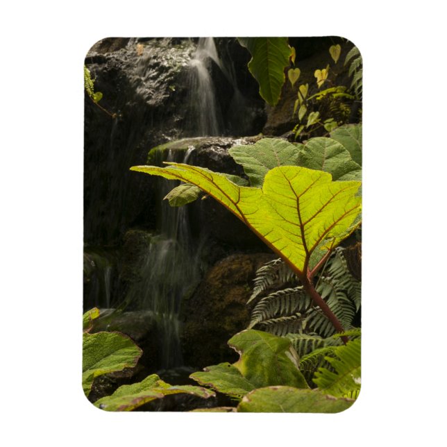 Imán Detalle de planta en un jardín botánico, Ecuador (Vertical)